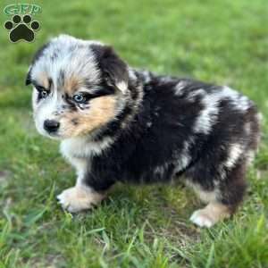 Valor, Miniature Australian Shepherd Puppy